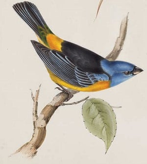 The stunning lithographs by artist Elizabeth Gould from The Birdman’s Wife.