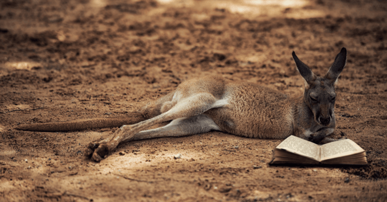 14 Australian novels that Celebrate Community, Landscape and Excellent Storytelling