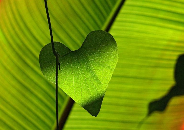 Second Chance: Tin Heart by Shivaun Plozza