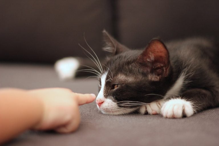 Cat Tales
