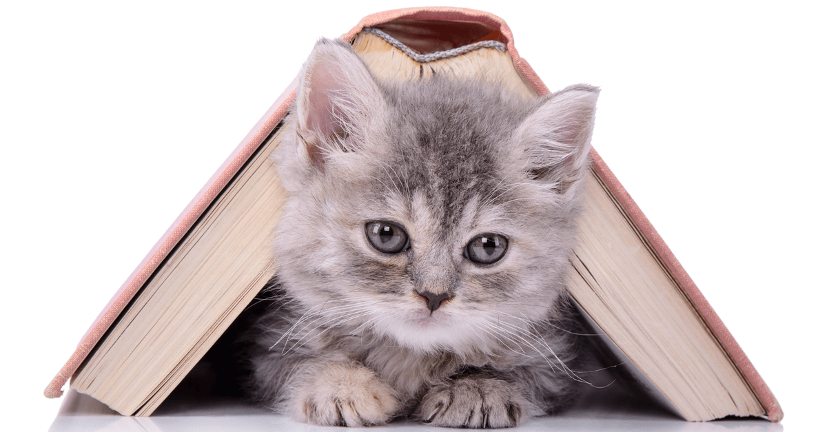 7 Great Books for Cat Lovers of All Ages | Better Reading