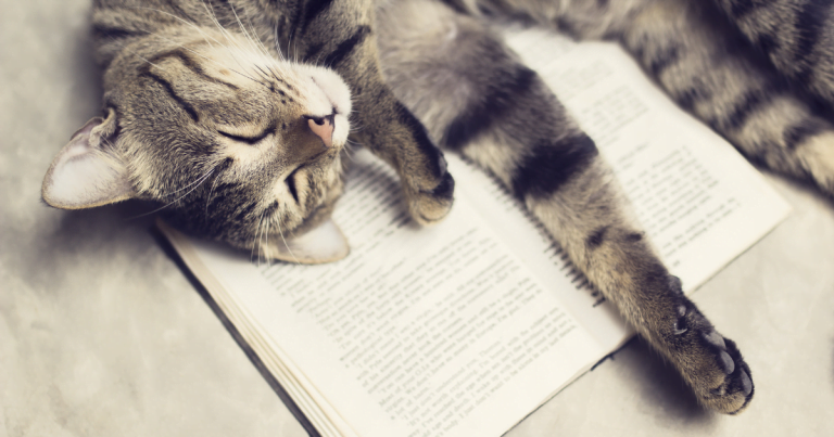 5 Famous Writers Who Were Crazy About Cats